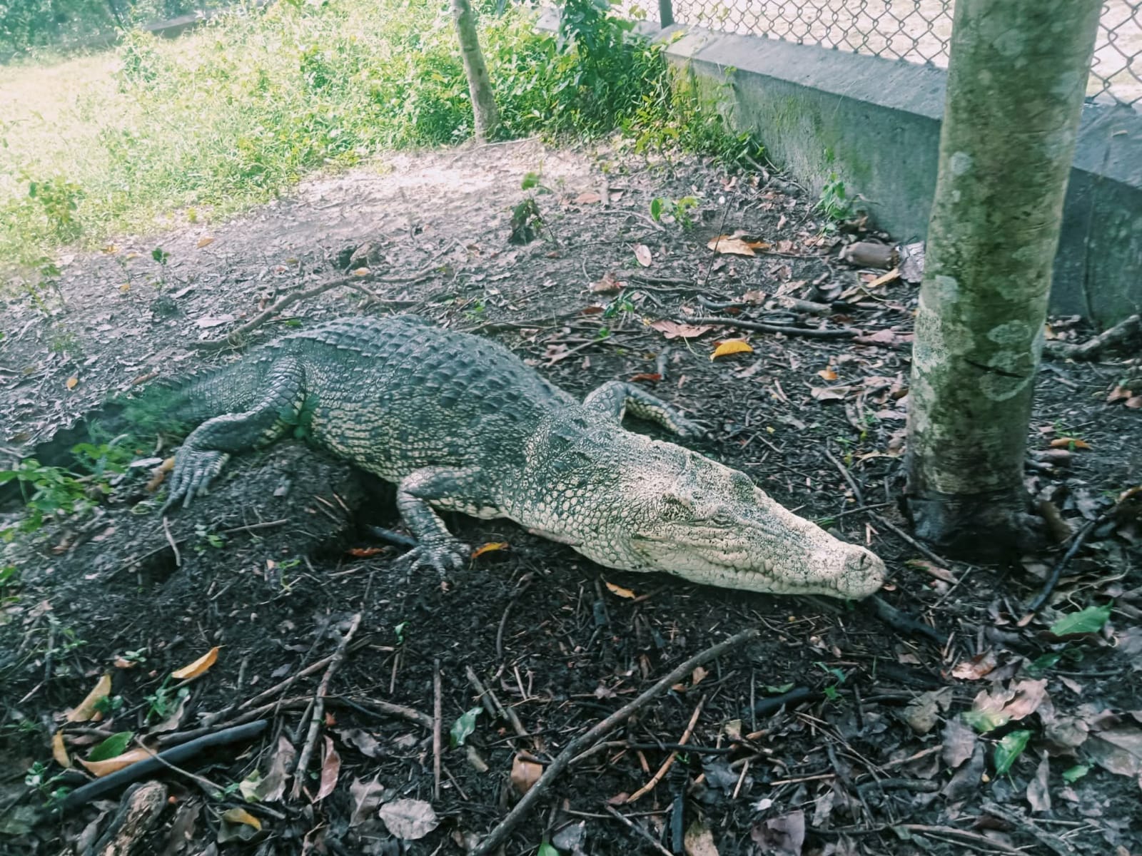 White Crocodile Malli at Bhitarakanika(only one in Asia)